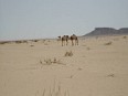desert11