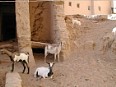a_shibam07