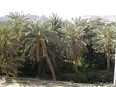 a_shibam09