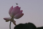 2008hasu-04