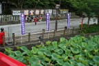 2008hasu-09